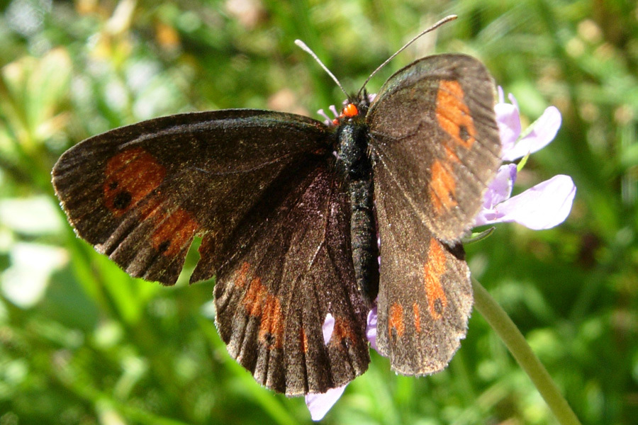 Erebia manto?